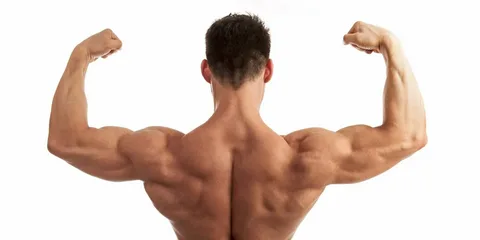 What is the Back Muscle?