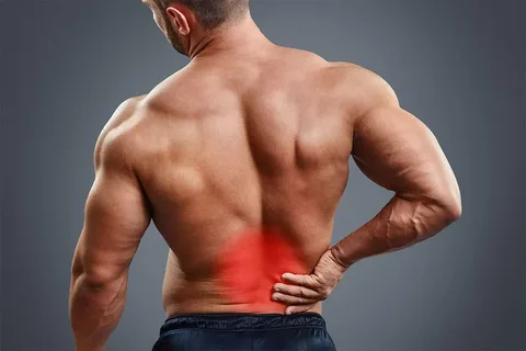 What is the Back Muscle?